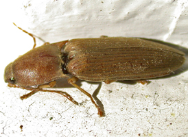 Conoderus lividus